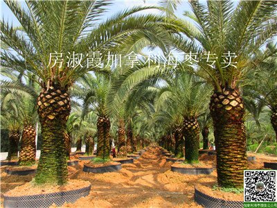 供应干高2米至3米加拿利海枣，每株价格3万至3.8万元！